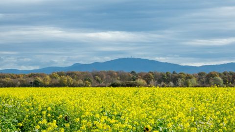 collines