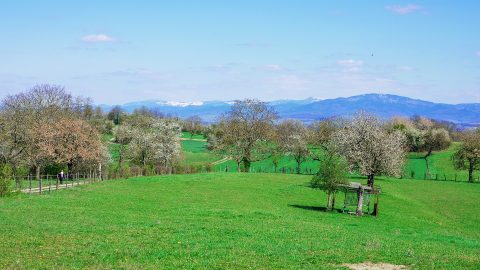 collines-habsheim-printemps