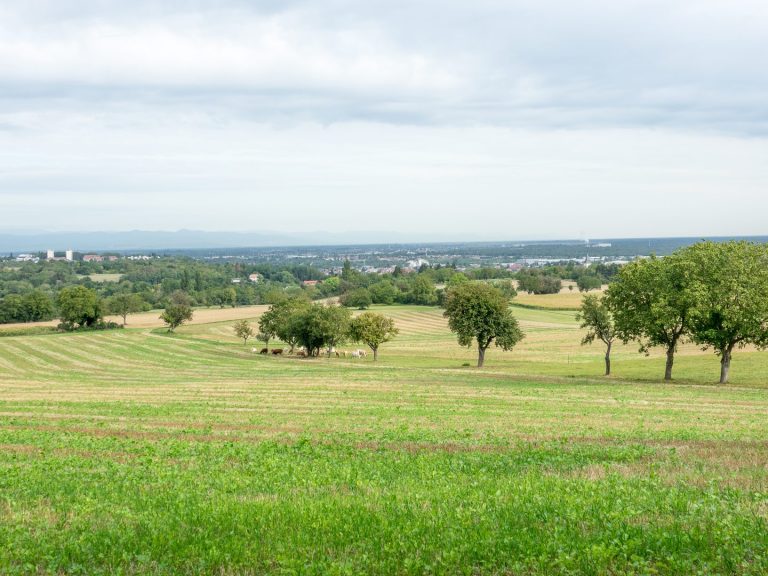 prairies-collines-habsheim